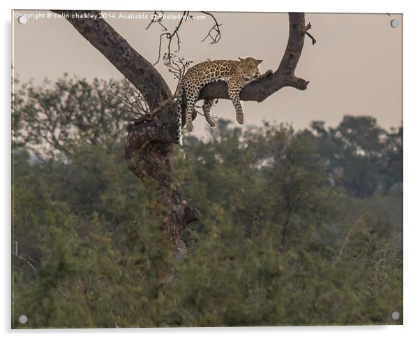 A Leopard at rest in Kruger Park Acrylic by colin chalkley