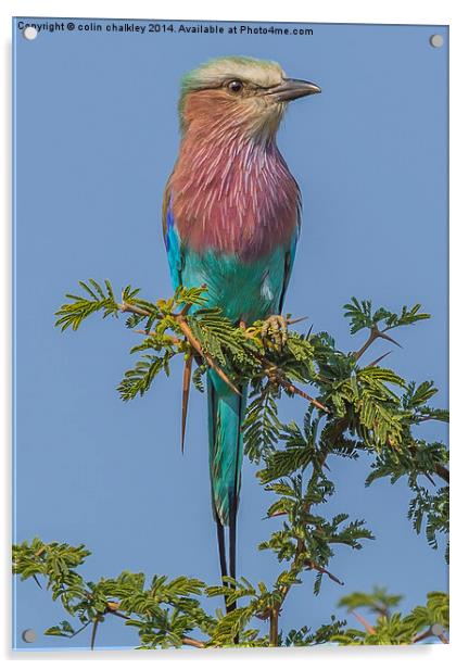 South African Lilac Breasted Roller Acrylic by colin chalkley