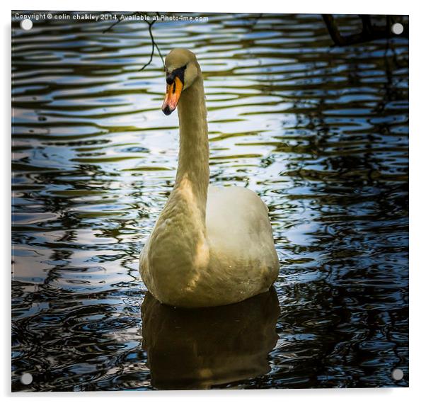  Swan Acrylic by colin chalkley
