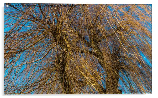  The tangled new growth of the Weeping Willow Acrylic by colin chalkley