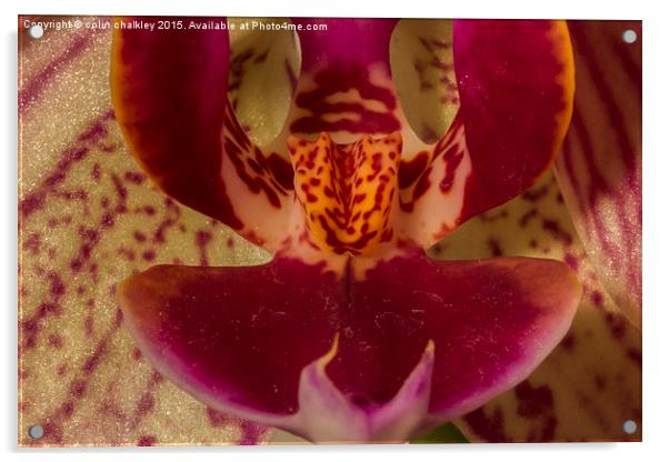  Moth Orchid Acrylic by colin chalkley