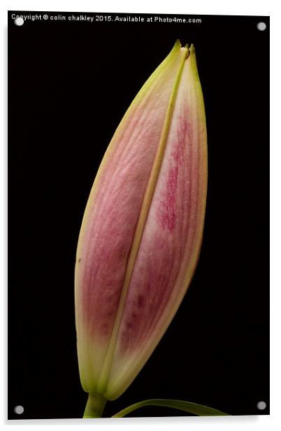  Asiatic Lily Bud Acrylic by colin chalkley
