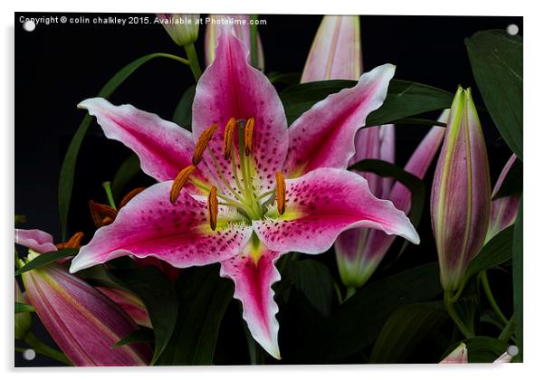 Asiatic Lily Flower Group Acrylic by colin chalkley