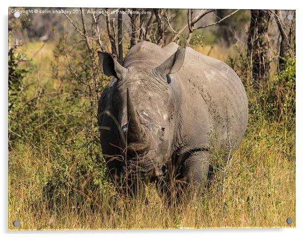  African White Rhinoceros Acrylic by colin chalkley