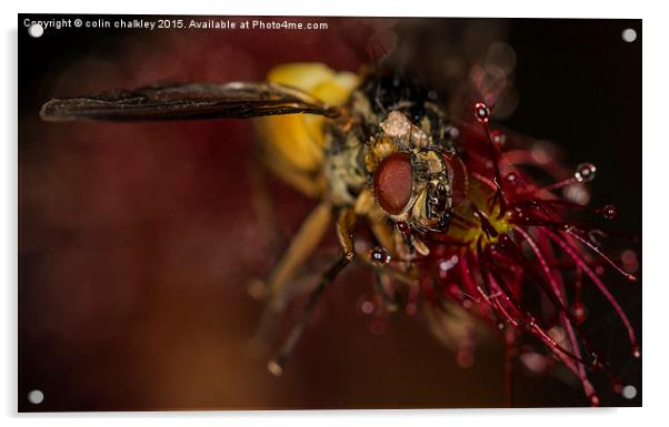  Fly captured by a Cape Sundew Plant Acrylic by colin chalkley