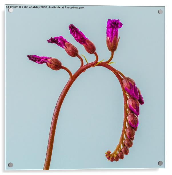 Cape Sundew Flowers Acrylic by colin chalkley