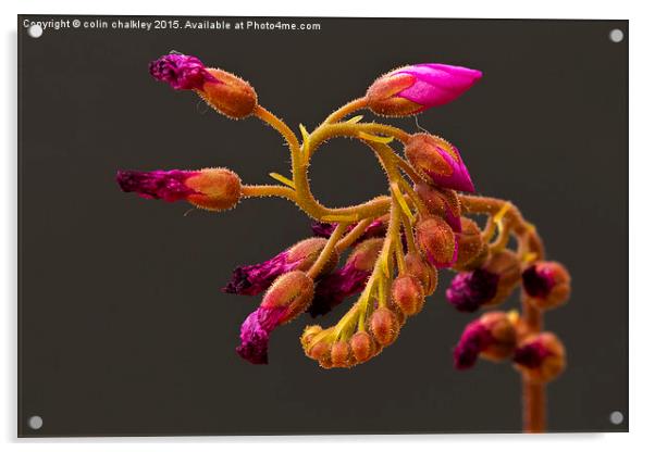 Cape Sundew Flowers Acrylic by colin chalkley