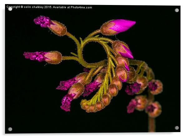 Cape Sundew Flower Buds Acrylic by colin chalkley