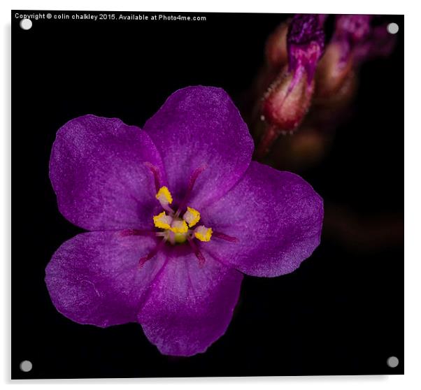 Cape Sundew Flower - Macro Acrylic by colin chalkley