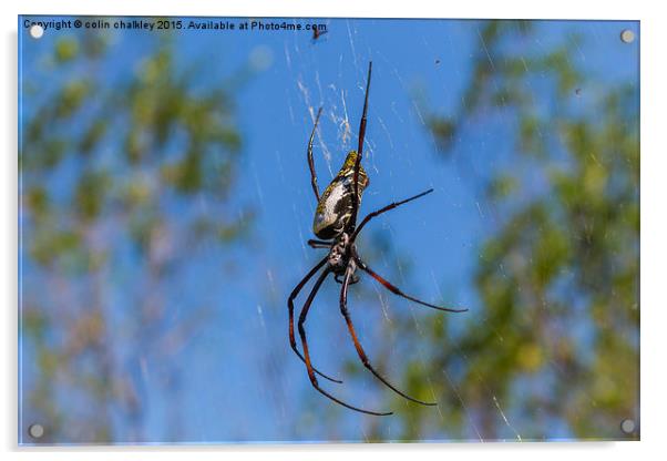  Female Golden Orb Spider Acrylic by colin chalkley