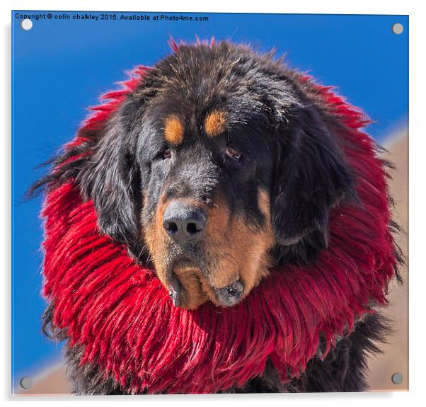  Tibetan Mastiff Acrylic by colin chalkley