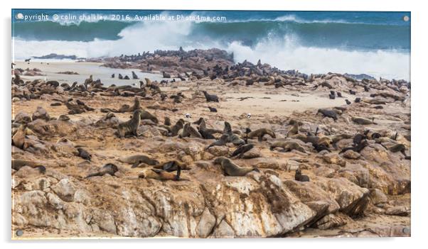 Fur Seals at Cape Cross Acrylic by colin chalkley