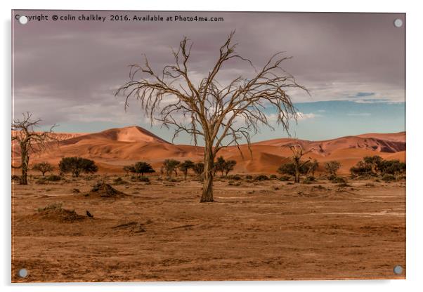 Tree in the Namib Desert Acrylic by colin chalkley