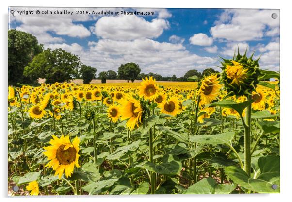  Sunflowers in Boussac Acrylic by colin chalkley