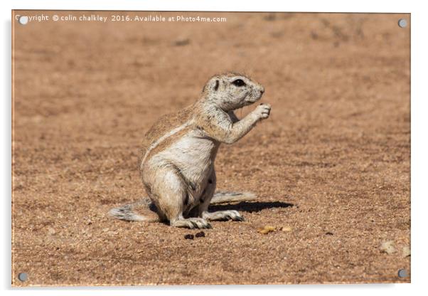 Namibian Ground Squirrel Acrylic by colin chalkley
