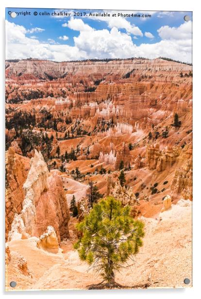 Enchanted Bryce Canyon Hoodoos Acrylic by colin chalkley