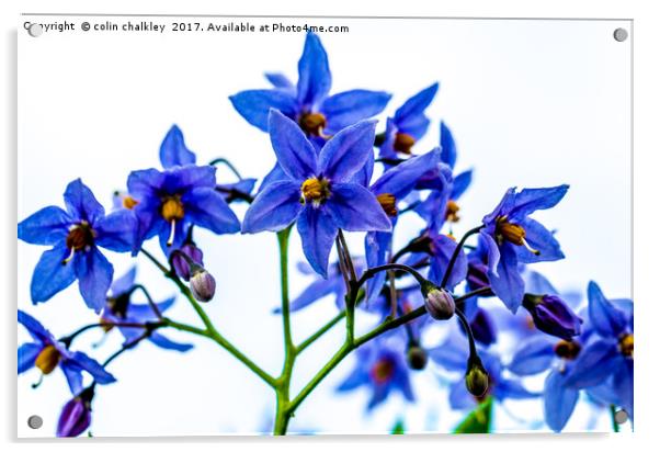 Solanum Crispum Acrylic by colin chalkley