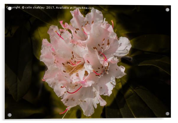 Stourhead Rhododendron Acrylic by colin chalkley