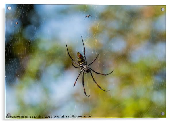 Golden Orb Spider, South Africa Acrylic by colin chalkley
