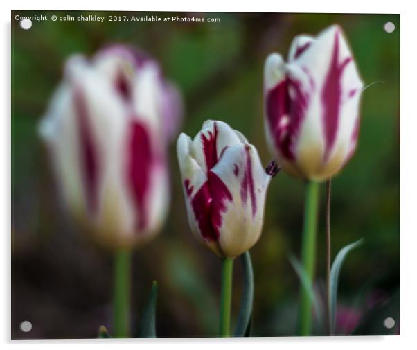 Trio of Tulips Acrylic by colin chalkley