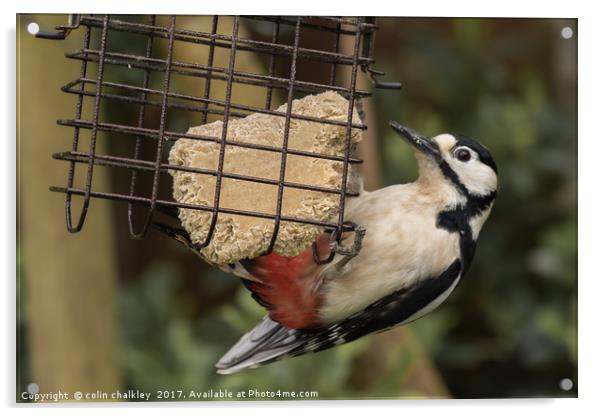 Great Spotted Woodpecker Acrylic by colin chalkley
