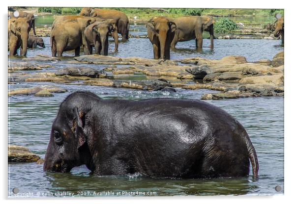  Elephants in Sri Lanka Acrylic by colin chalkley
