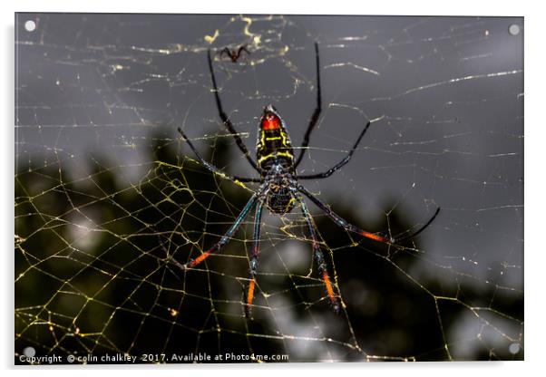 Female Golden Orb Spider  Acrylic by colin chalkley