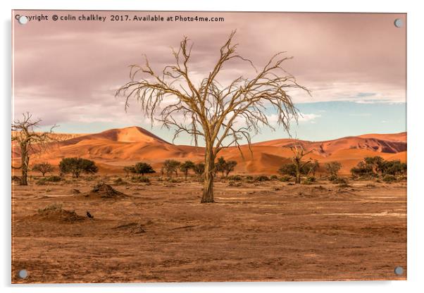 Sossusvlie Tree at Dawn, Namibia Acrylic by colin chalkley