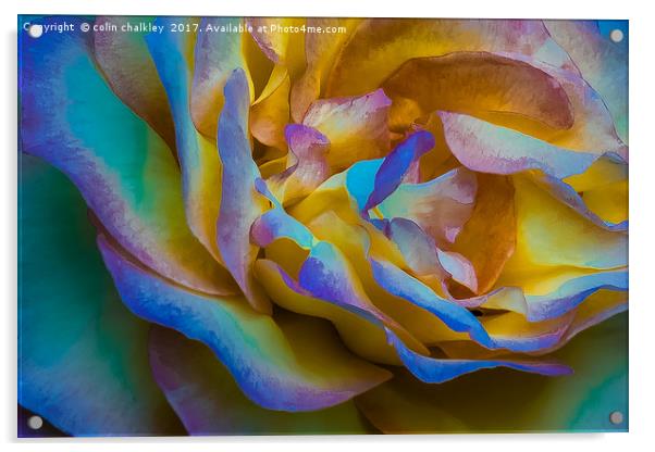 A Multicoloured Rose Acrylic by colin chalkley
