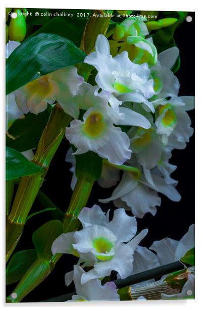 Array of White Orchids Acrylic by colin chalkley
