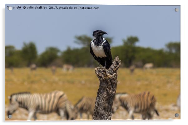 Namibian Pied Crow Acrylic by colin chalkley