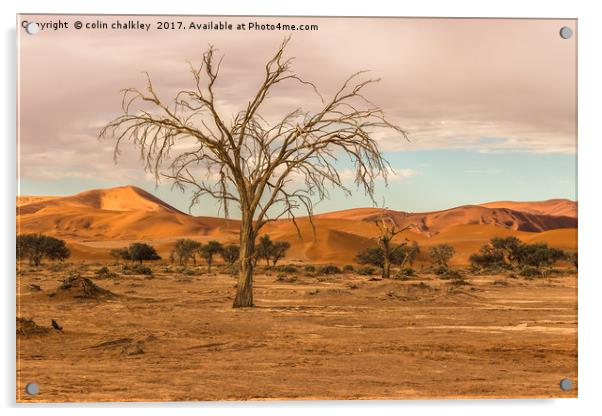 Sossusvlie Tree at Dawn, Namibia Acrylic by colin chalkley
