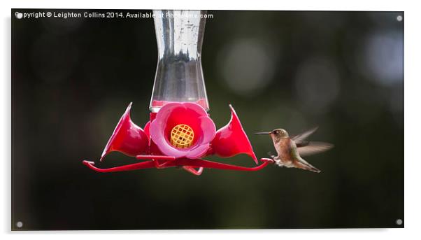 Hummingbird feeding Acrylic by Leighton Collins