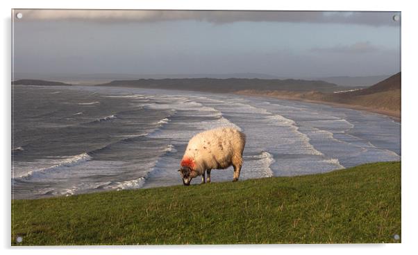  A sheep at Rhossili Acrylic by Leighton Collins