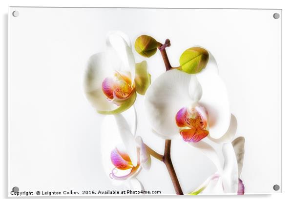 Orchids Acrylic by Leighton Collins