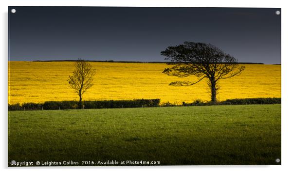 Rapeseed field Acrylic by Leighton Collins
