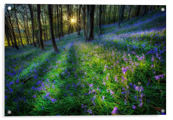 Bluebell sunset at Margam woods  Acrylic by Leighton Collins
