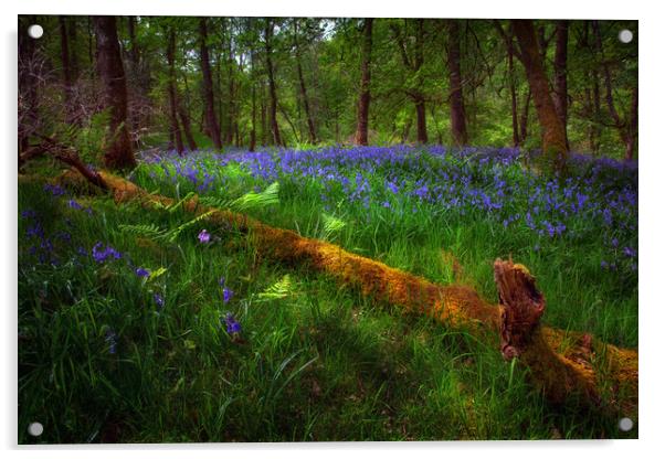 Bluebells and a fallen tree Acrylic by Leighton Collins