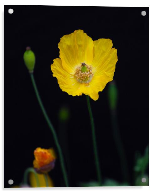 Welsh poppies Acrylic by Leighton Collins