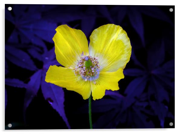 Yellow Welsh poppy Acrylic by Leighton Collins