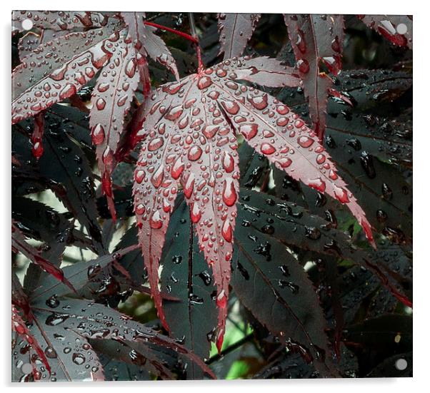Water on a Crimson Acer leaf Acrylic by Leighton Collins