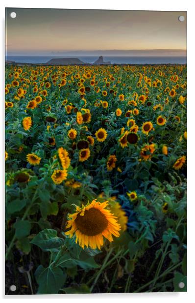 Rhossili Sunflowers Acrylic by Leighton Collins