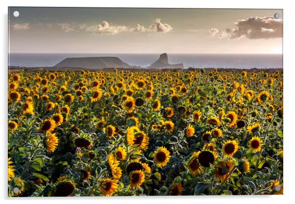 Sunflowers at Worms Head Acrylic by Leighton Collins