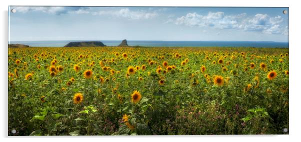 A panoramic field of Sunflowers Acrylic by Leighton Collins