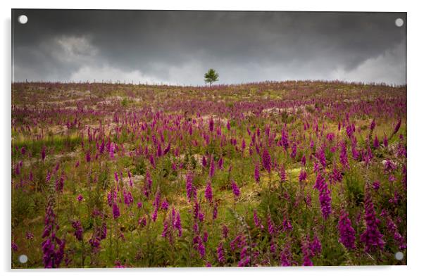 A field of Foxgloves on the Brecon Beacons Acrylic by Leighton Collins