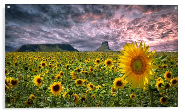 Sunflowers on the Gower peninsula Acrylic by Leighton Collins