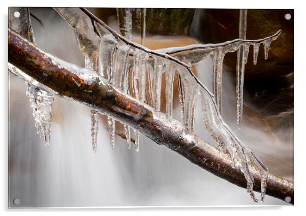 Icicles on a branch Acrylic by Leighton Collins