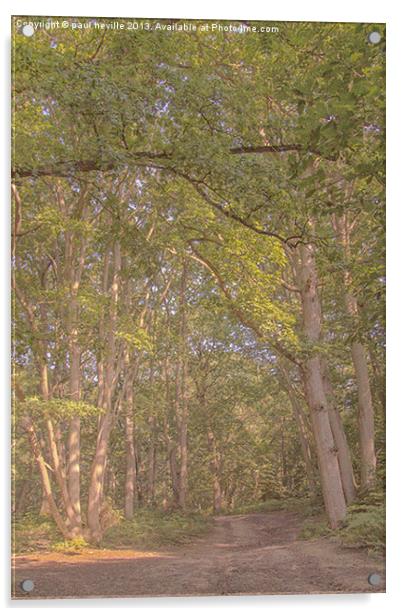 woodland walk Acrylic by paul neville