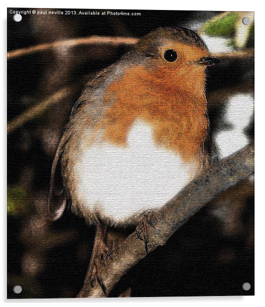 Robin on canvas Acrylic by paul neville