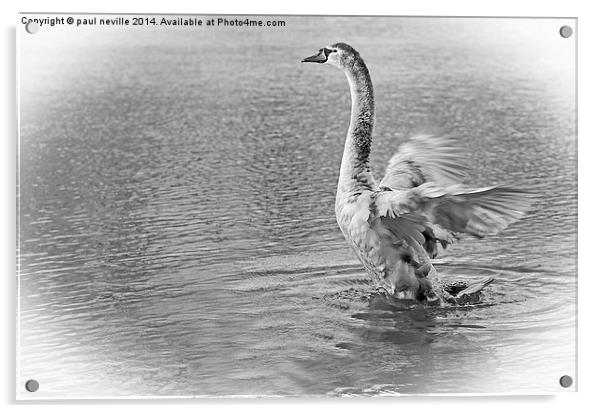 swan Acrylic by paul neville